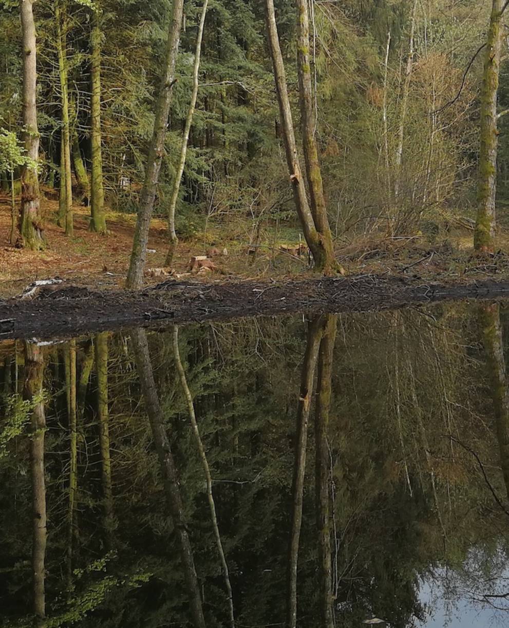 Bannwald. Foto: Samuel Ehrenbold