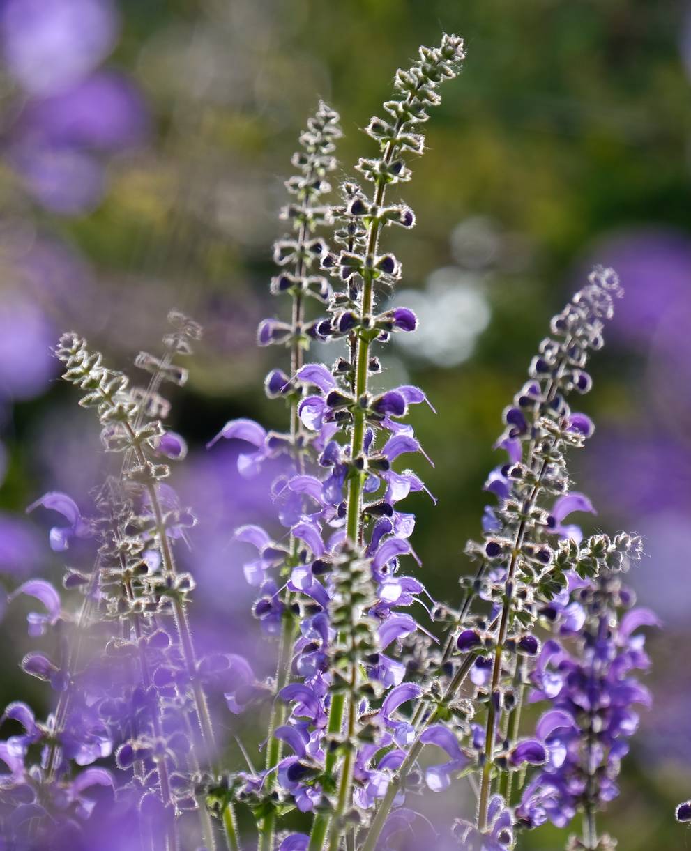 Wiesensalbei