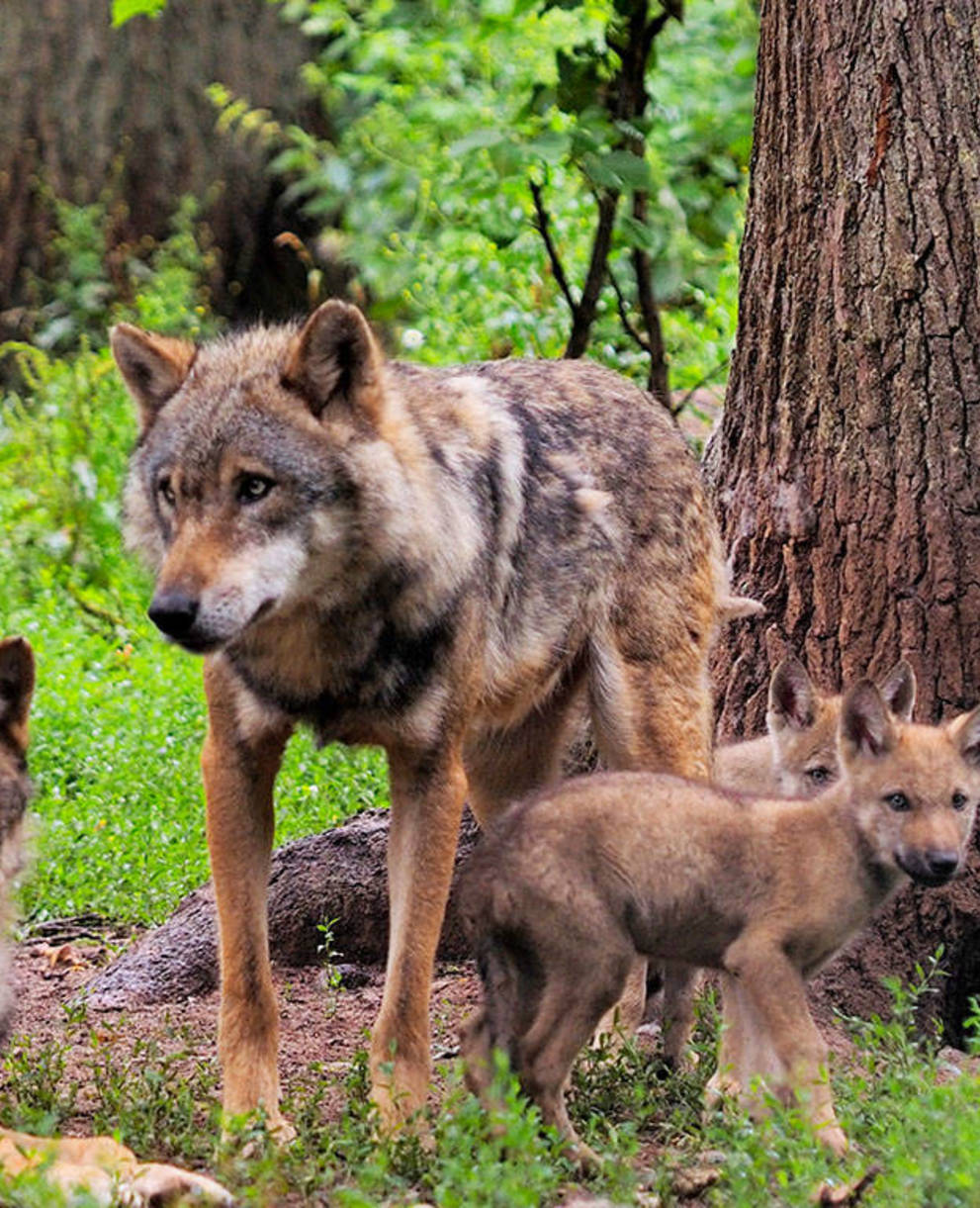 Headerbild Wolfsfamilie