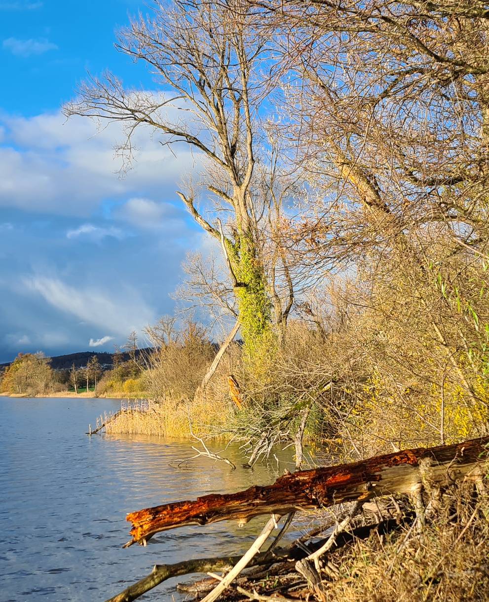 Naturbelassene und strukturreiche Ufer sind das Aushängeschild des Schutzgebiets Baldeggersee.  Foto: Patricia Burri