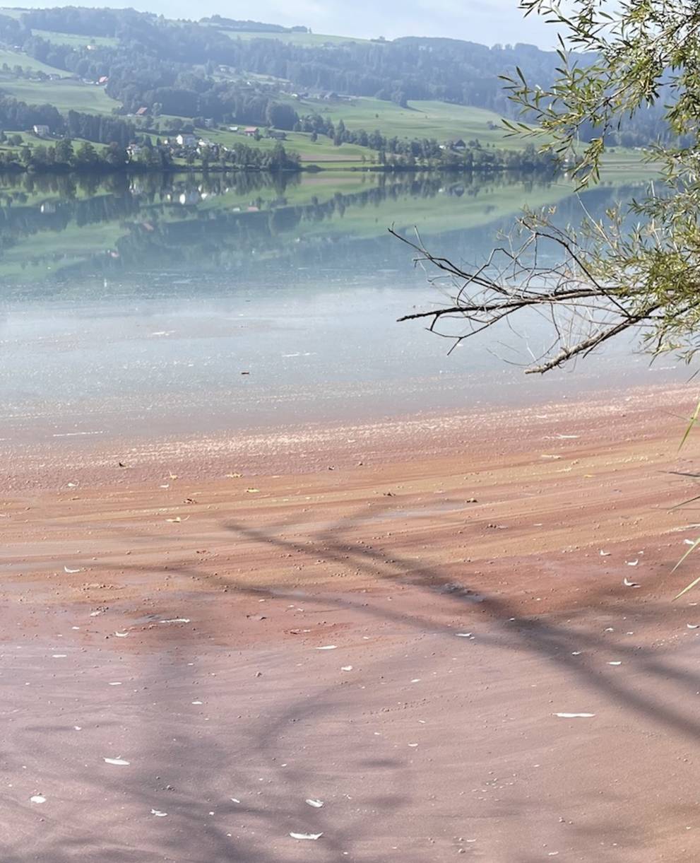 Baldeggersee mit Algenblüte. Foto: Markus Bieri