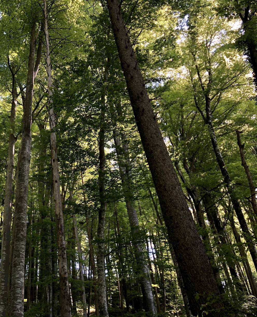 Wald im Gitzitobel