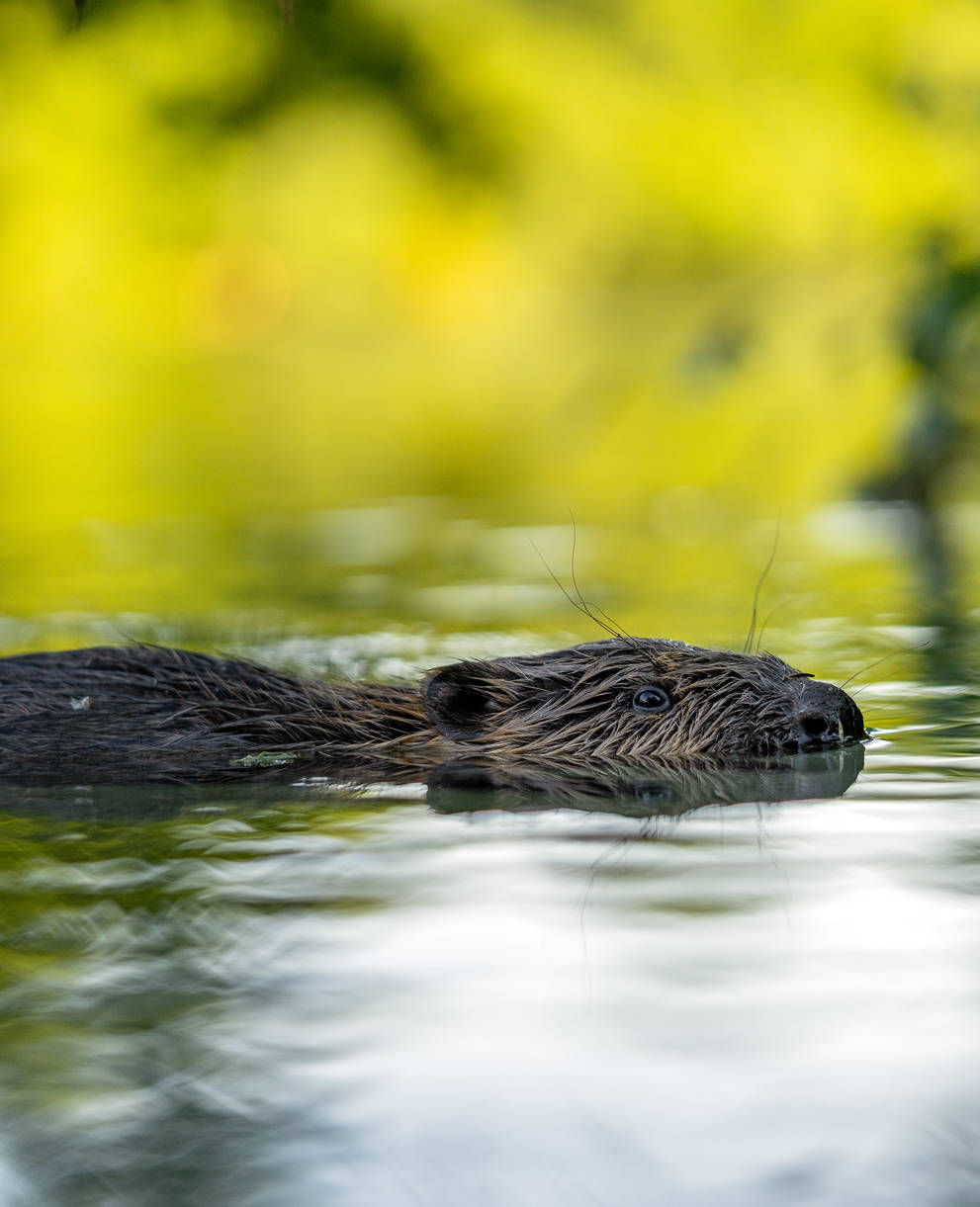 Biber im Wasser