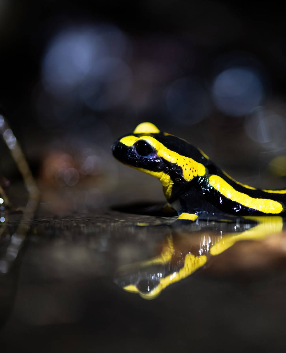 Feuersalamander