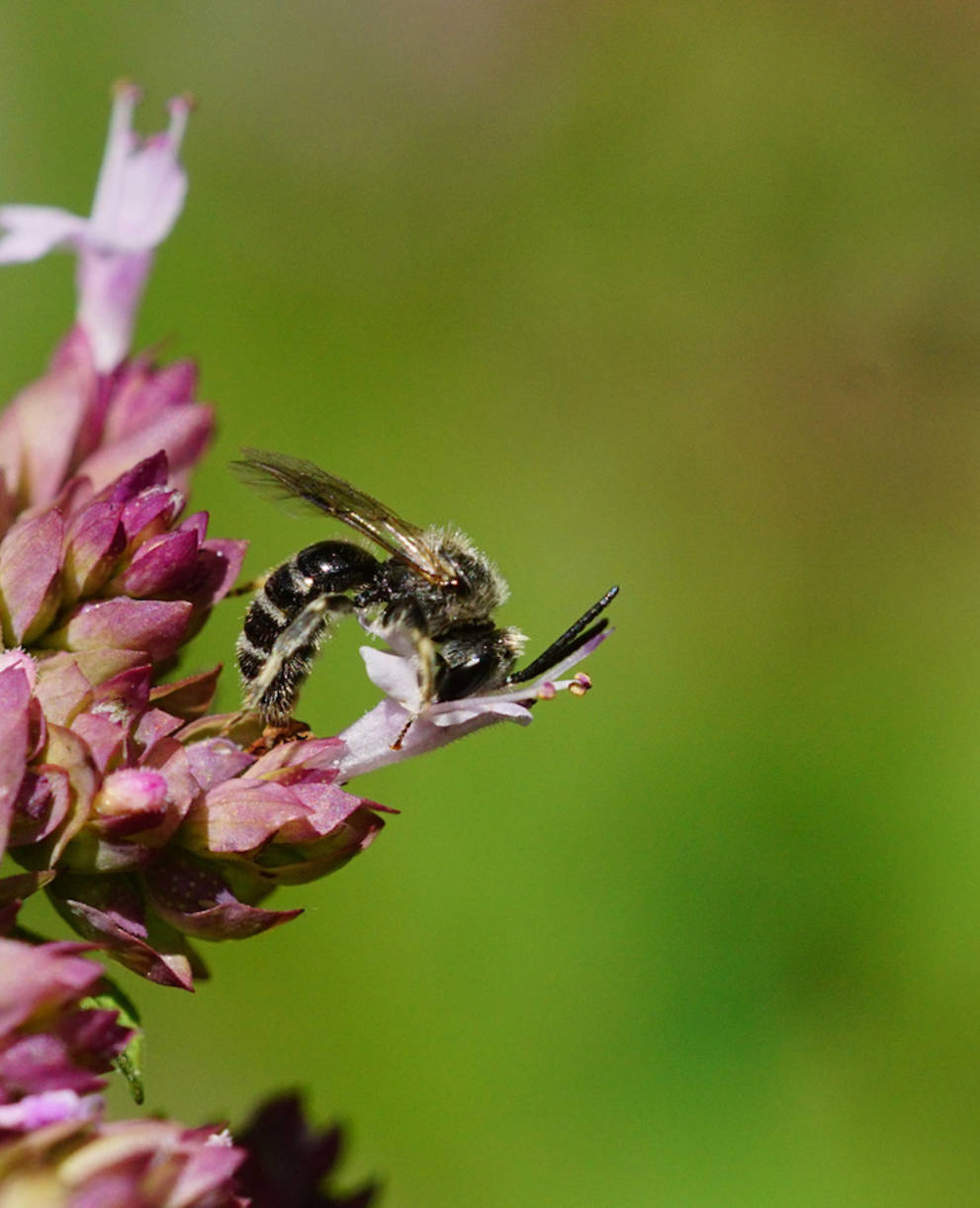 Wildbiene Lasioglossum sp. in der Stadt Luzern. Foto: Samuel Ehrenbold