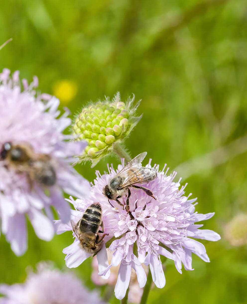Biene auf Blume