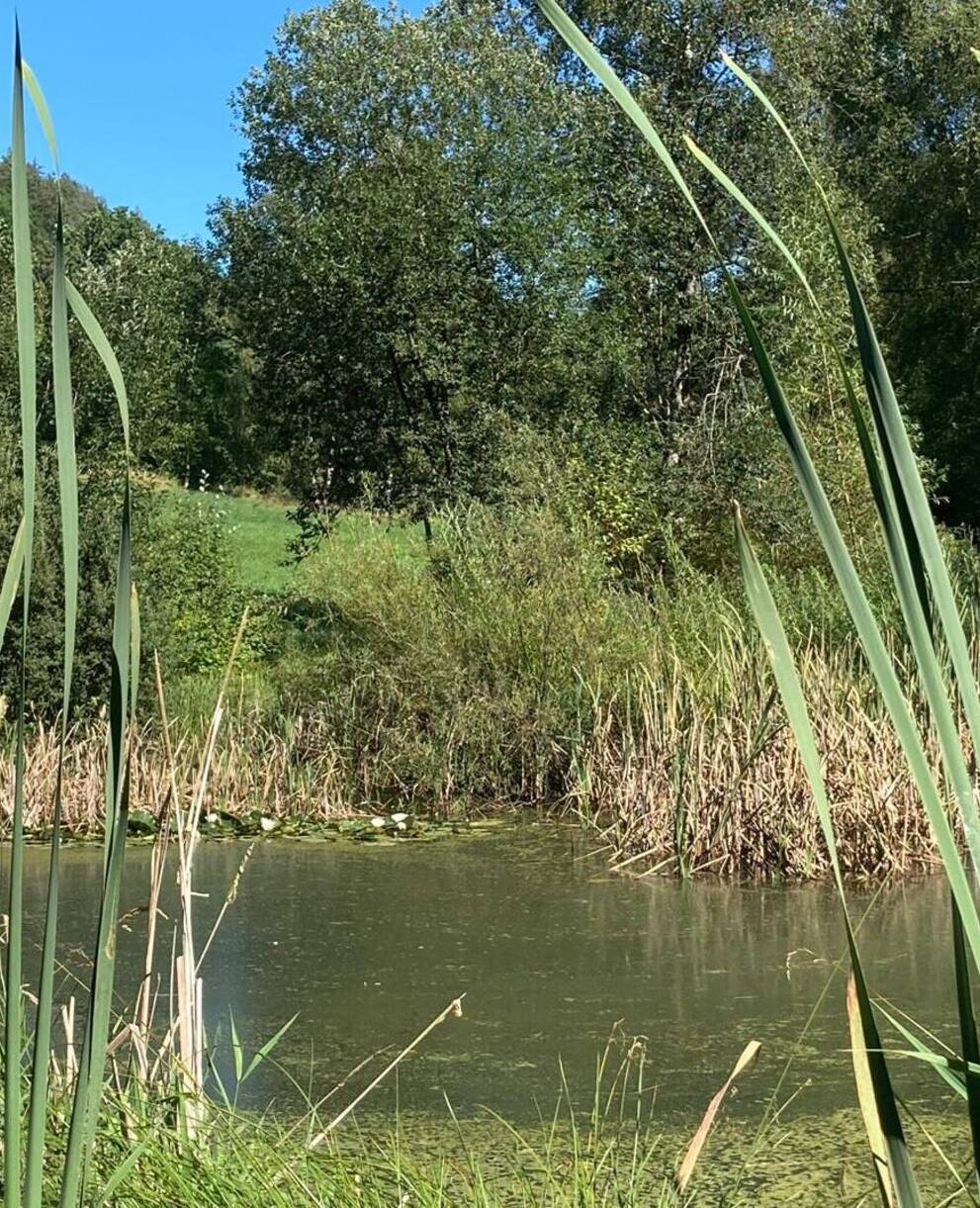 Weihermatte; Reiden