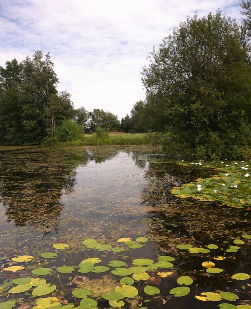 Vogelmoos. Foto: Samuel Ehrenbold