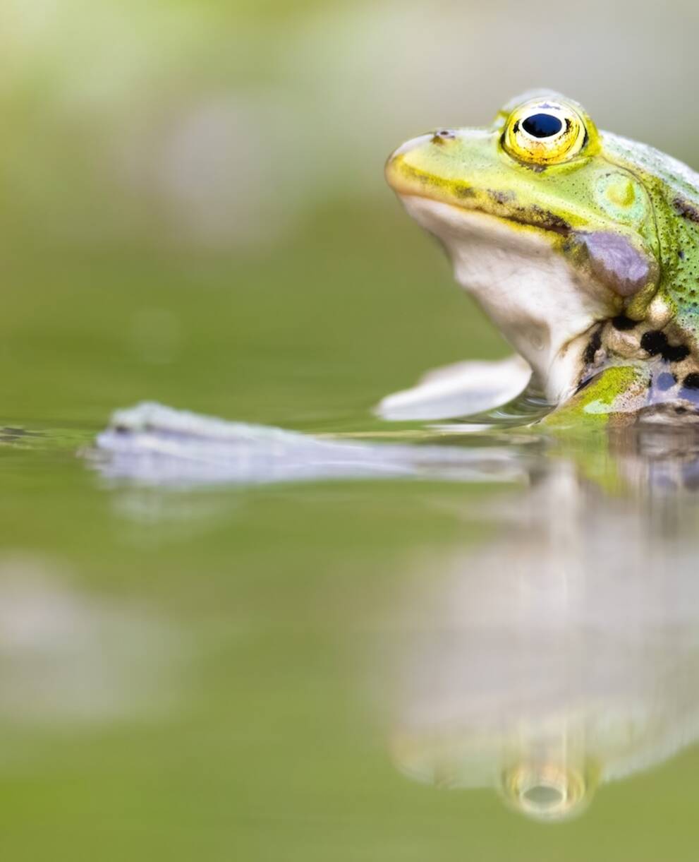 Wasserfrosch. Foto: Roman Bühler