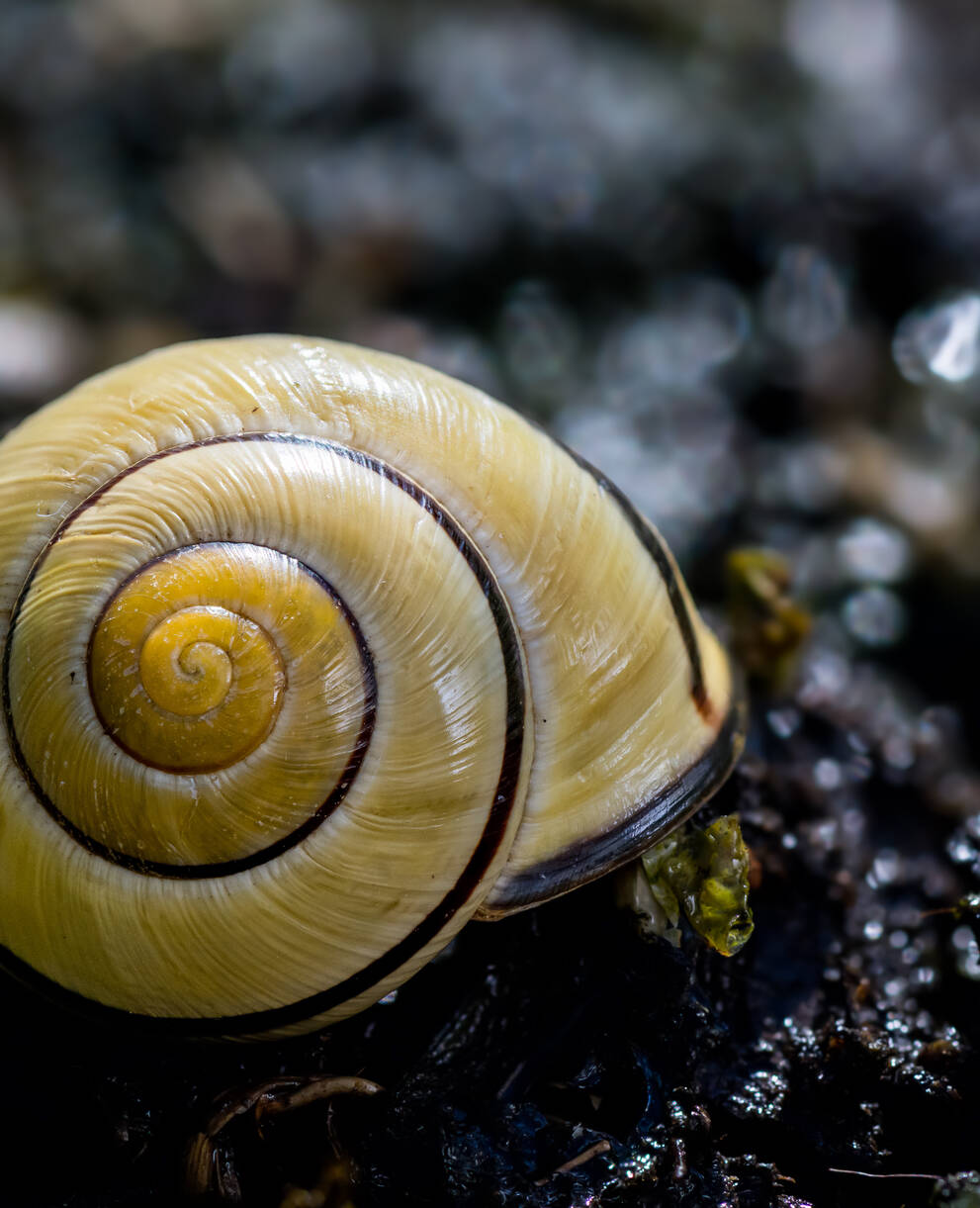 Hain-Schnirkelschnecke