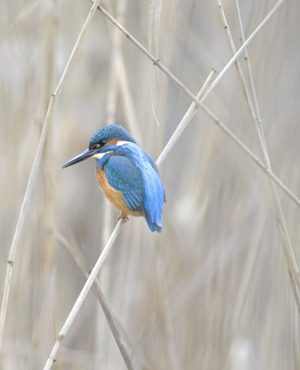 Eisvogel