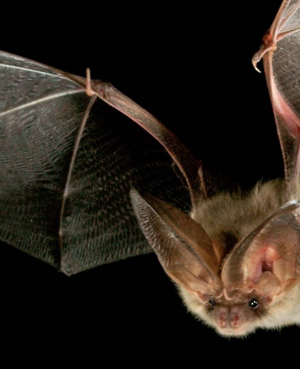 Braunes Langohr. Foto: Marko König/swild.ch