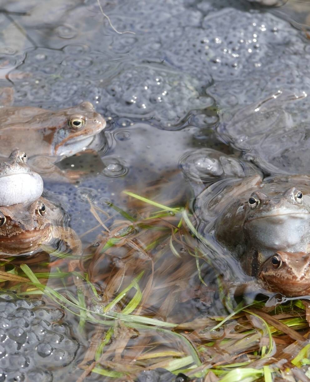 Grasfrosch am Laichgewässer. Foto: Wikimedia Commons/Jacek Proszyk