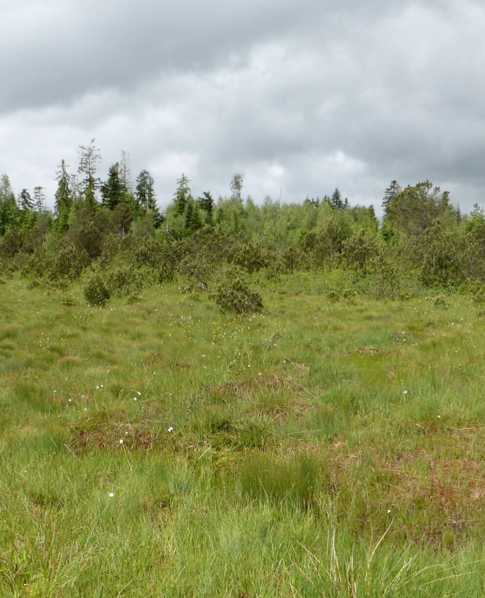 Balmoos Hasle. Foto: Pro Natura Luzern