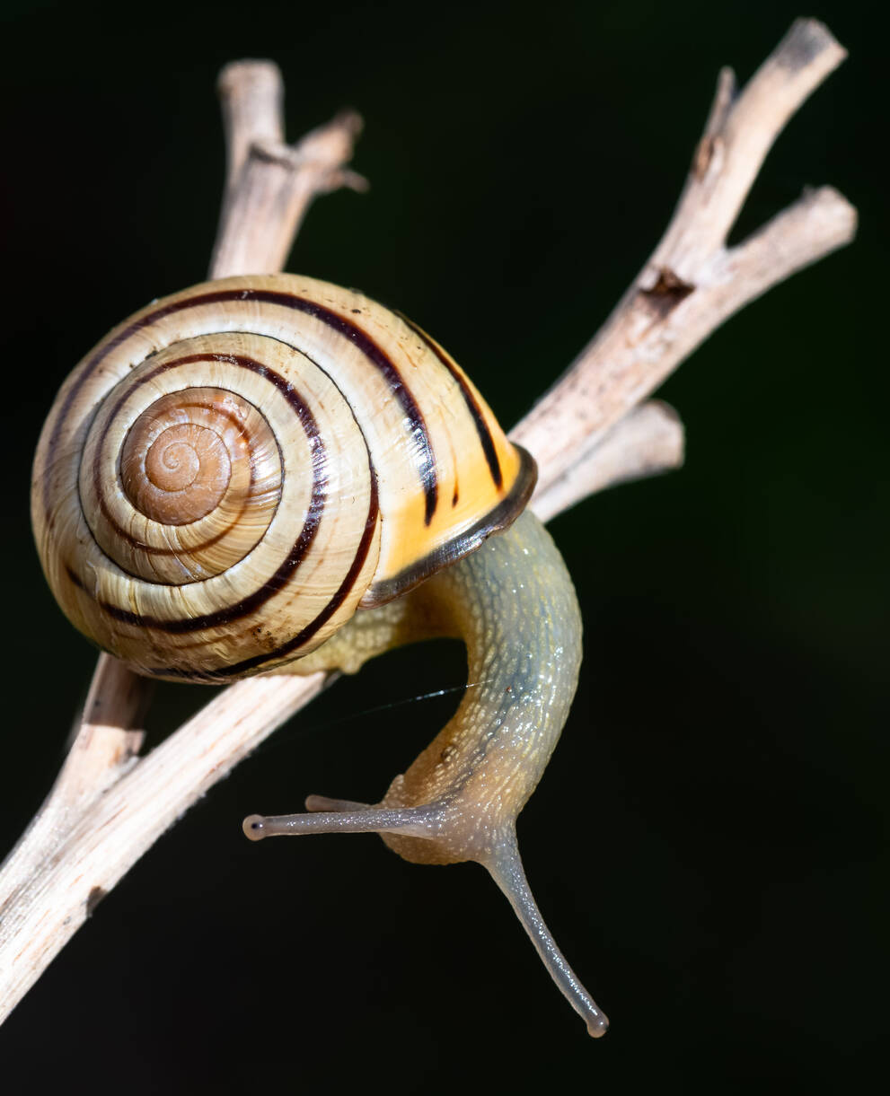 Hain-Schnirkelschnecke. Foto: Stephane Vitzthum
