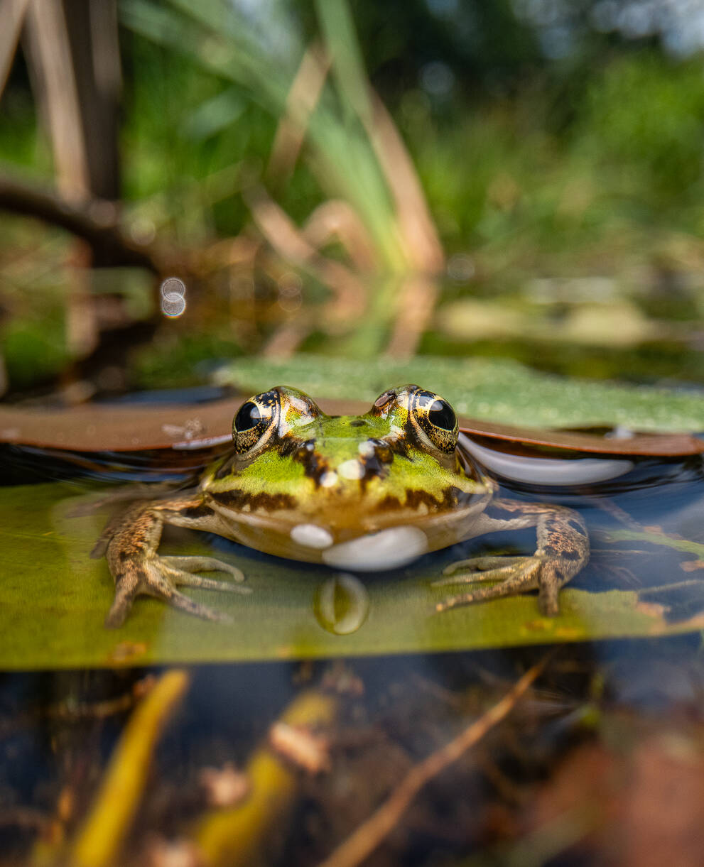 Wasserfrosch