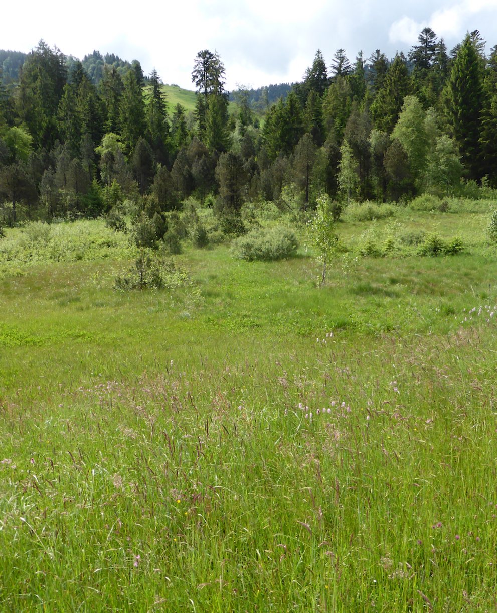 Balmoos Hasle. Foto: Pro Natura Luzern
