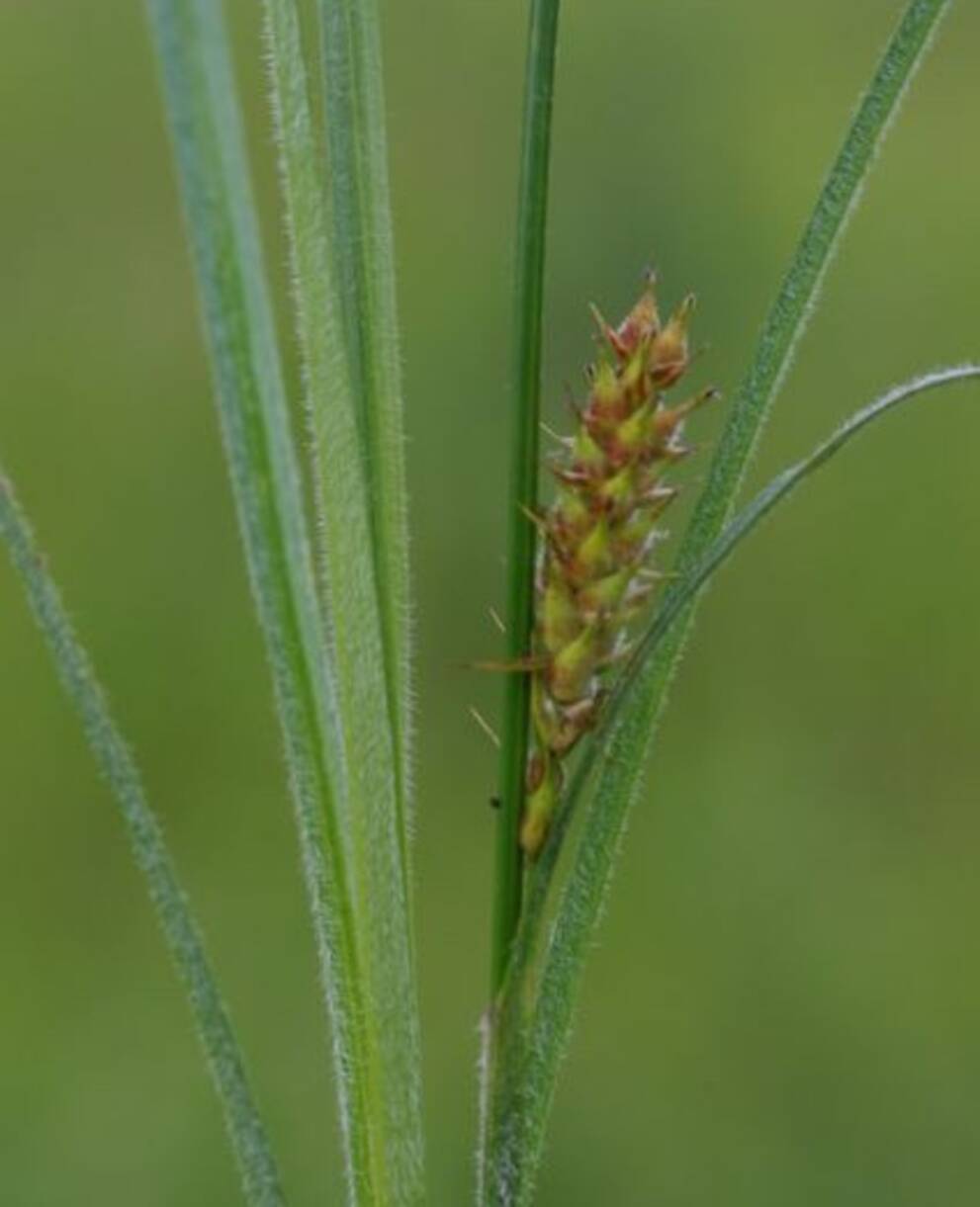 Behaarte Segge (carex hirta)