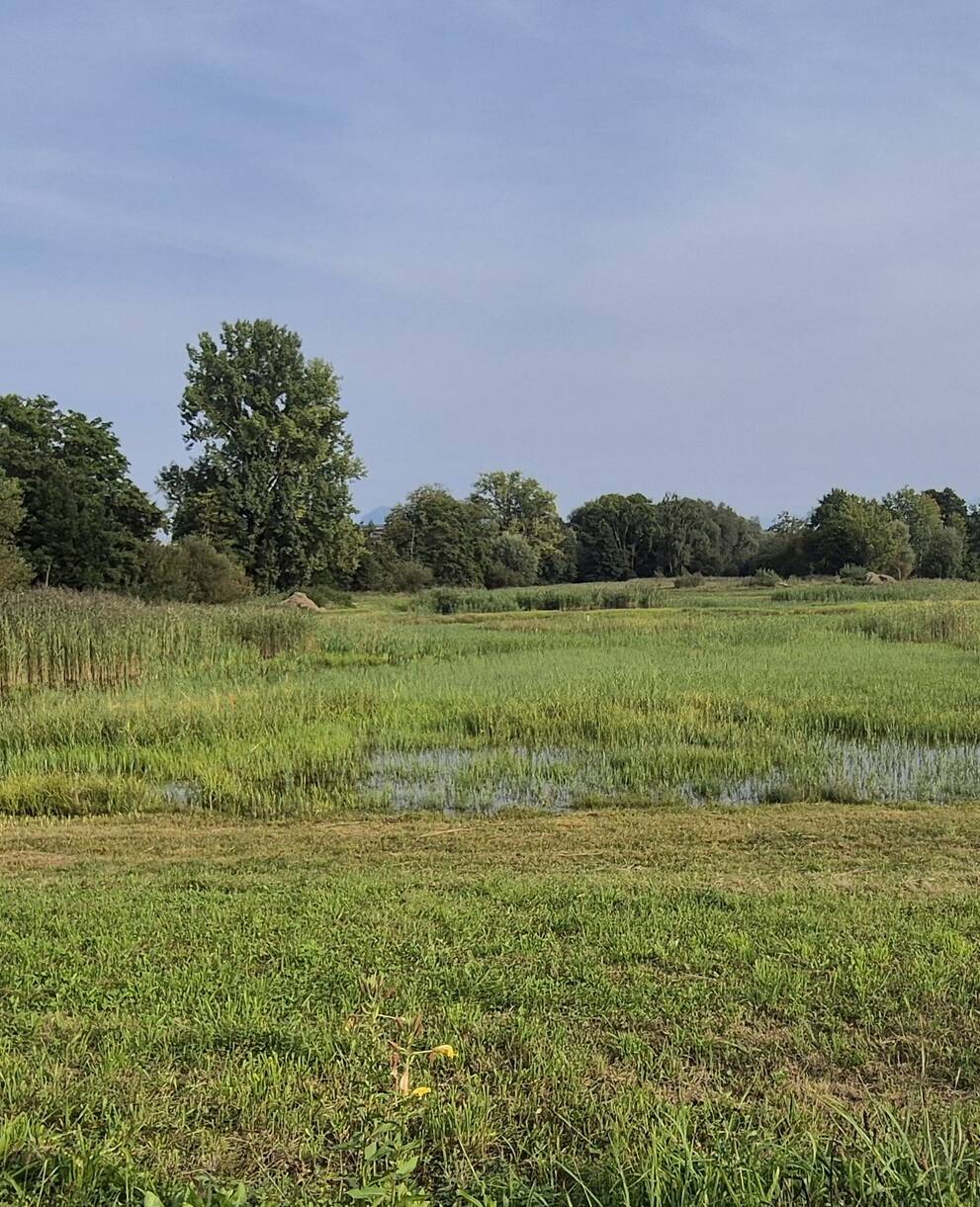 Flutmulden im Ronfeld