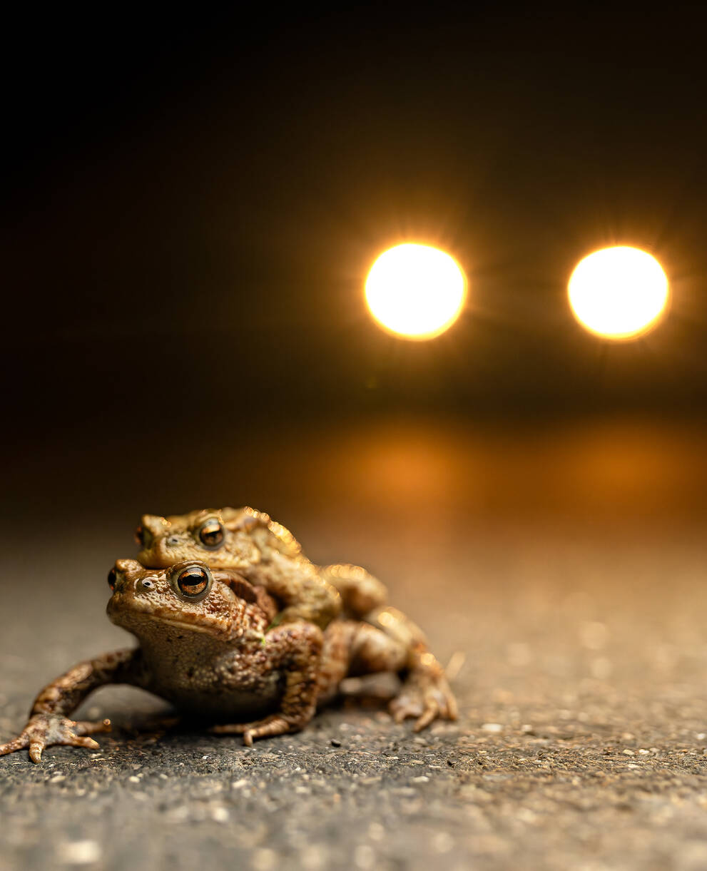 Erdkrötenpaar auf einer Strasse
