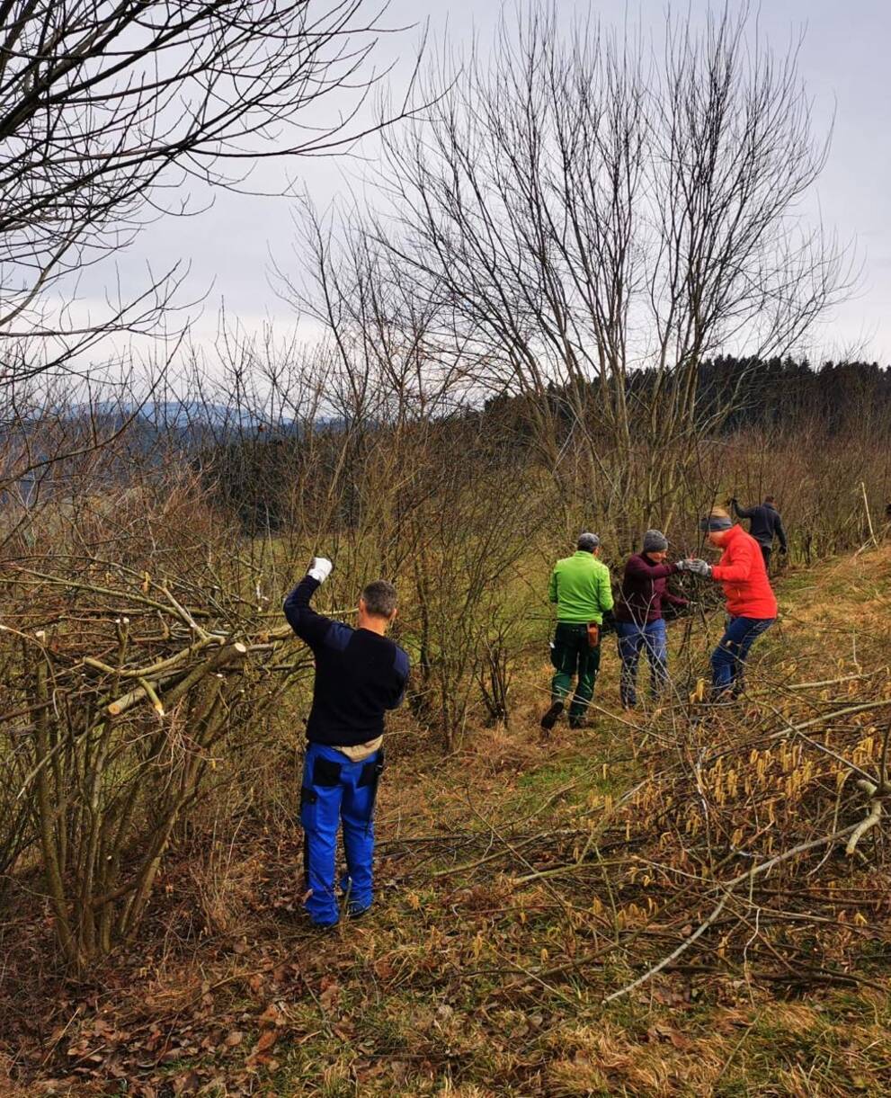 Menschen pflegen eine Wildhecke