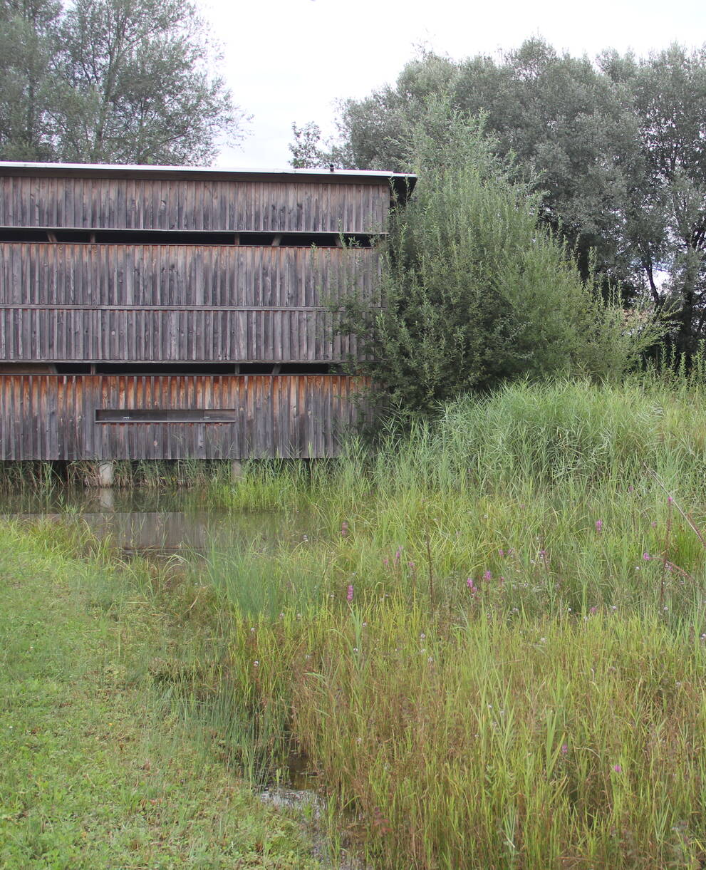 Beobachtungshütte im Ronfeld