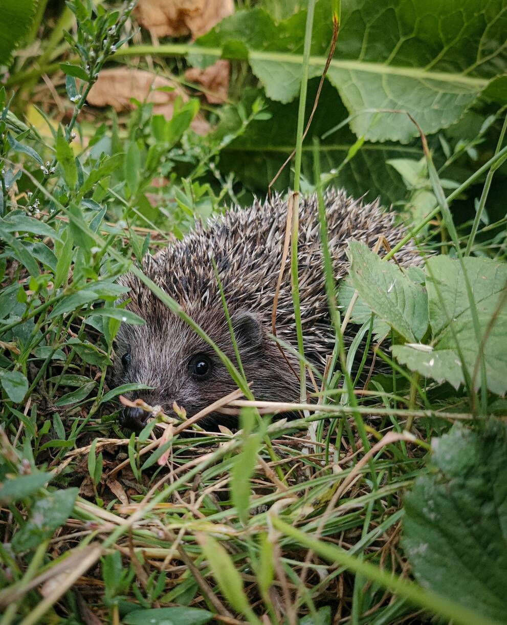 Igel _ Tier des Jahres 2026