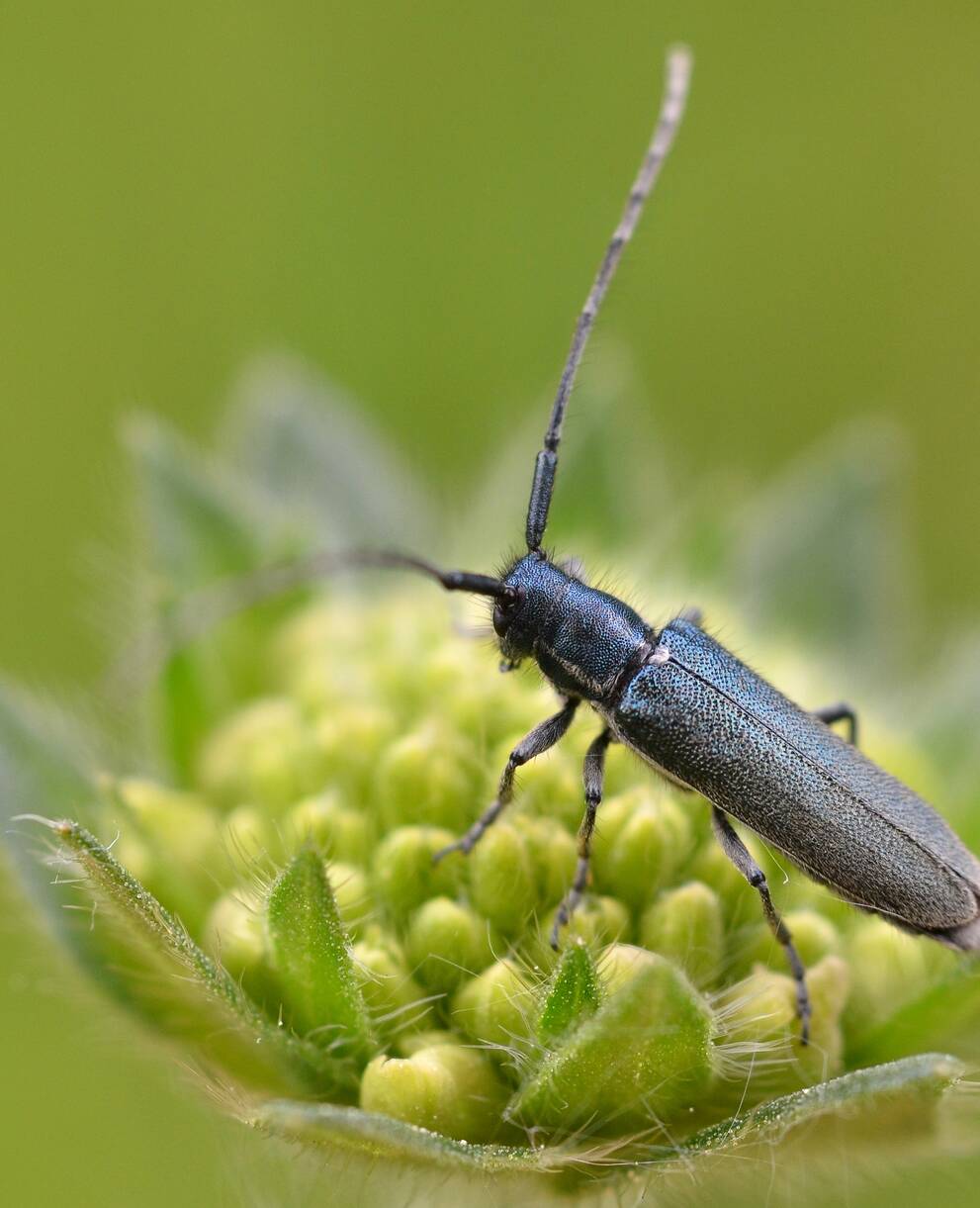 Glänzender Witwenblumenbock