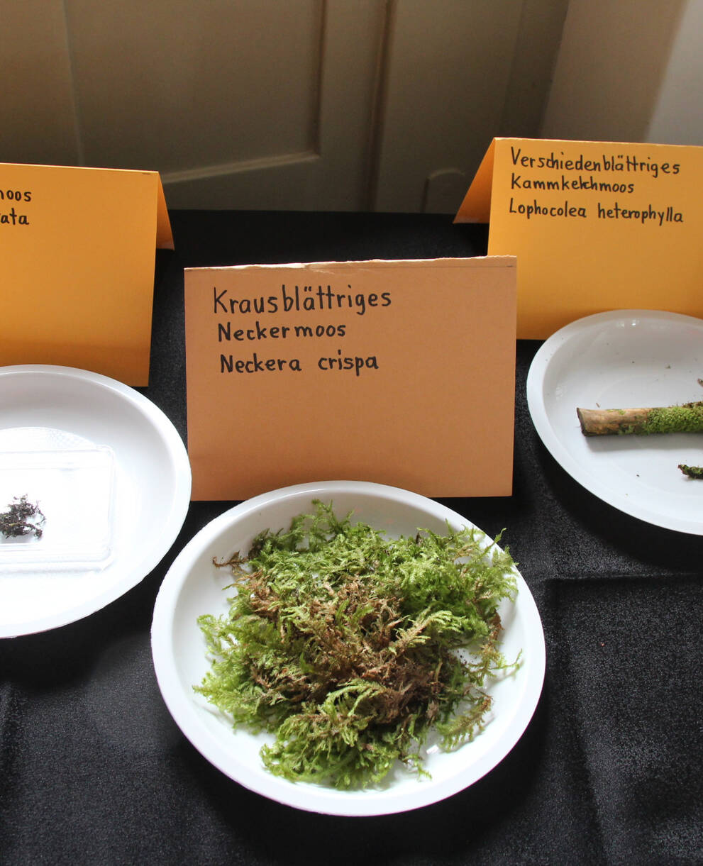 Auswahl an gefundenen Pflanzenarten