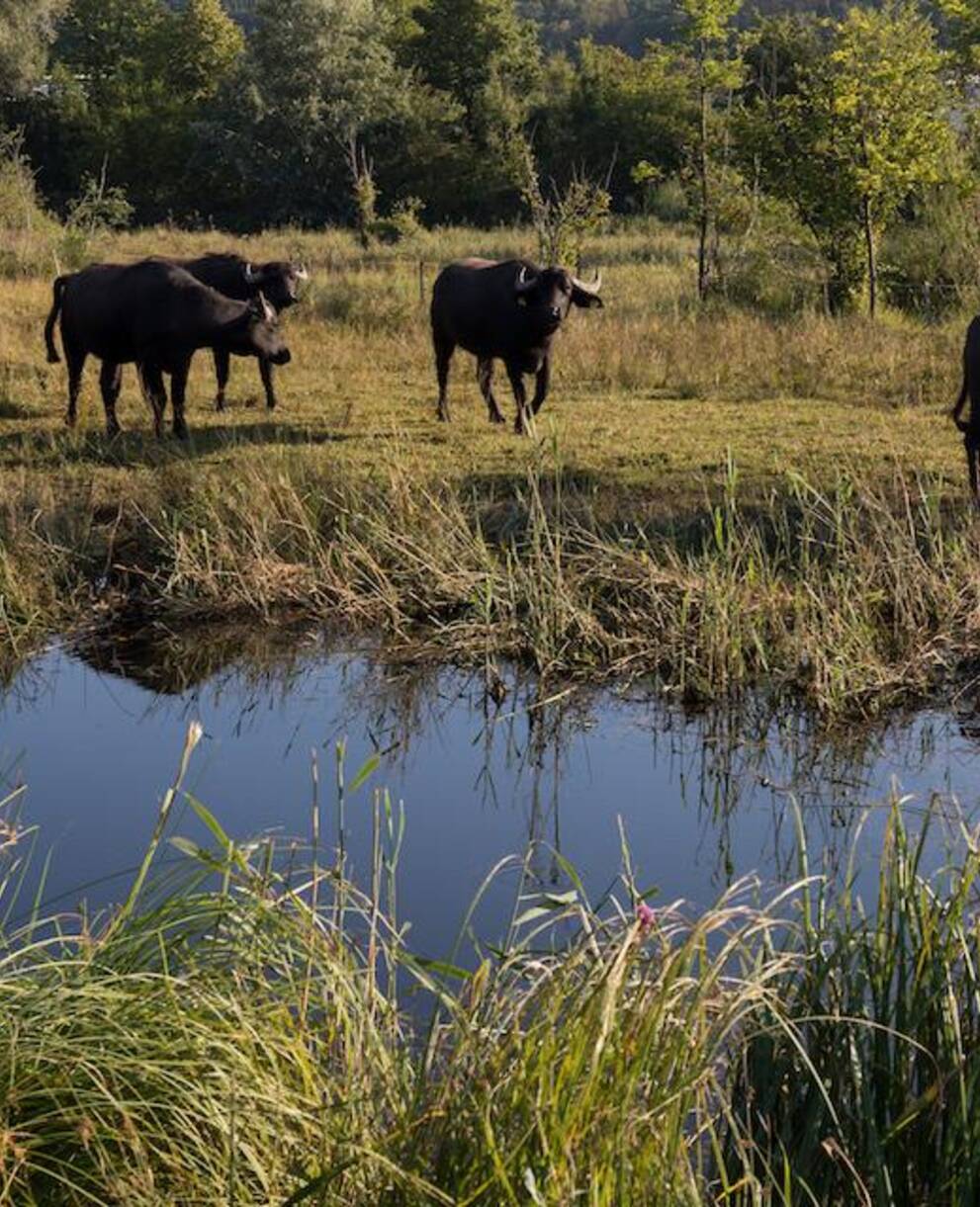 Wasserbüffel. Foto: creanatira