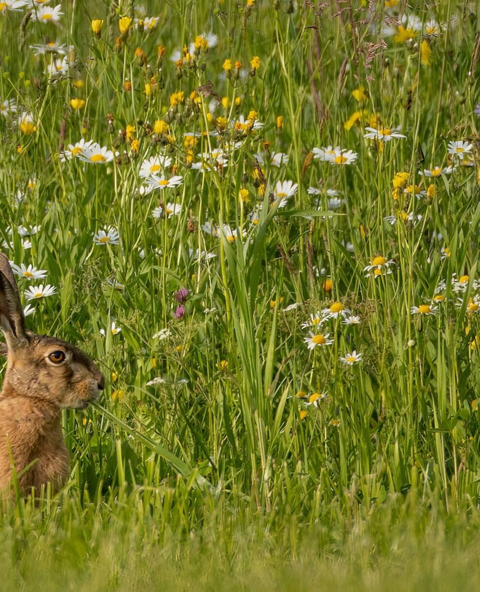 Feldhase. Foto: Peter M. Grütter