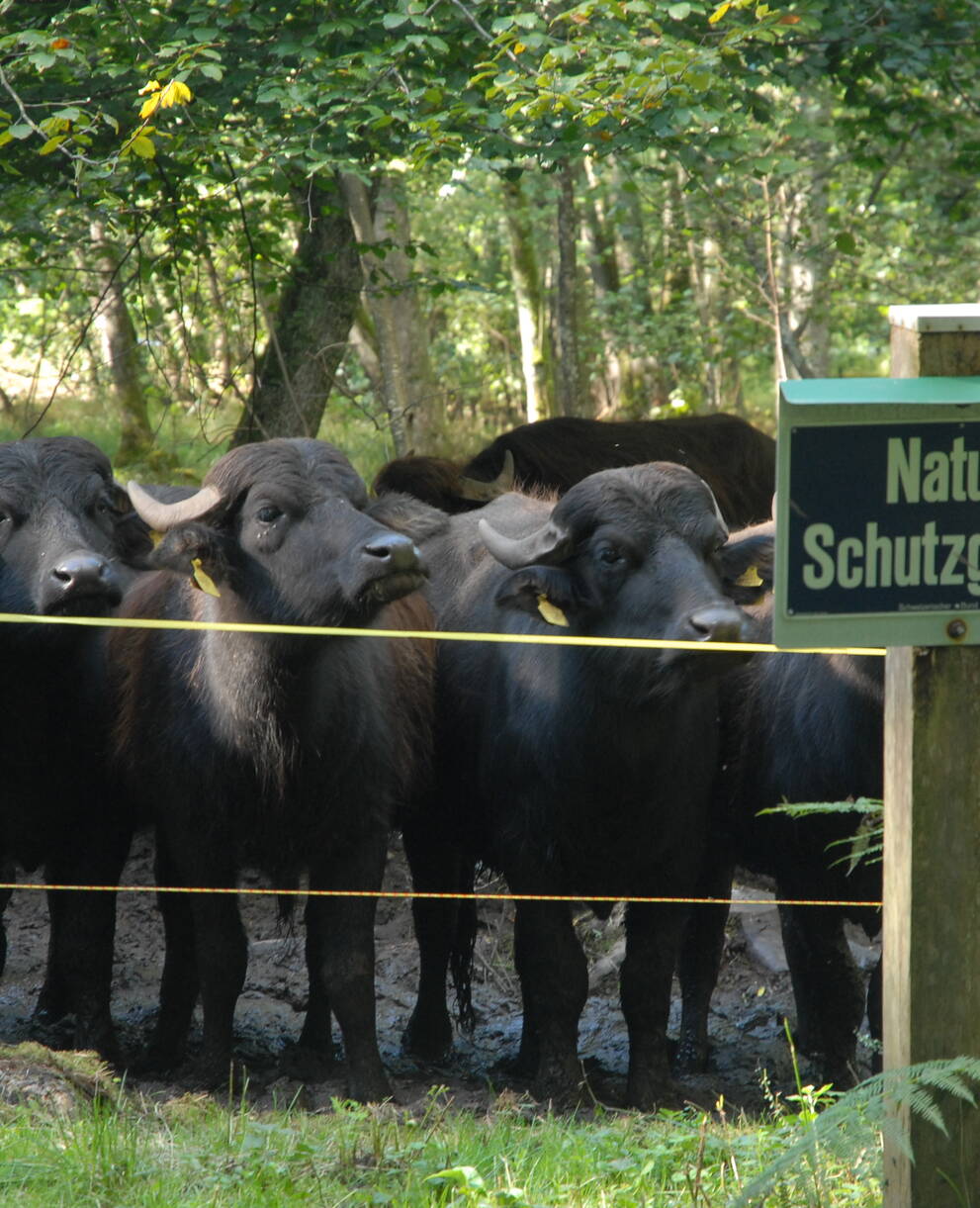 Wasserbüffel im Einsatz