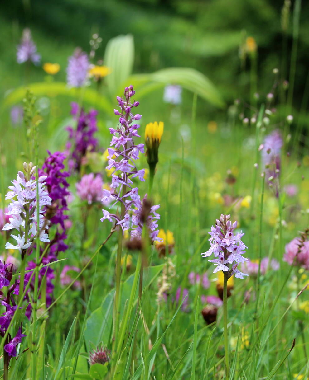 Flachmoor mit Fuchs' Knabenkraut und Breitblättrigem Knabenkraut. Foto: Richard Portmann