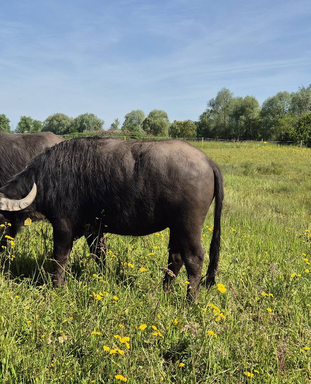 Wasserbüffel im Ronfeld. Foto: Peter Knaus