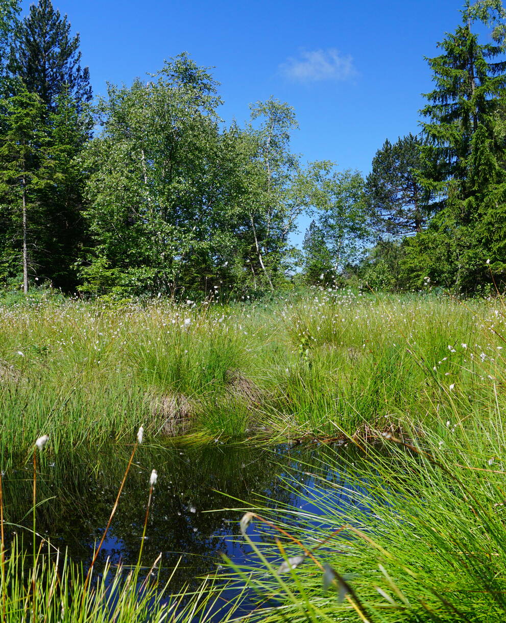 Kleingewässer mit Scheidigem Wollgras. Foto: Samuel Ehrenbold