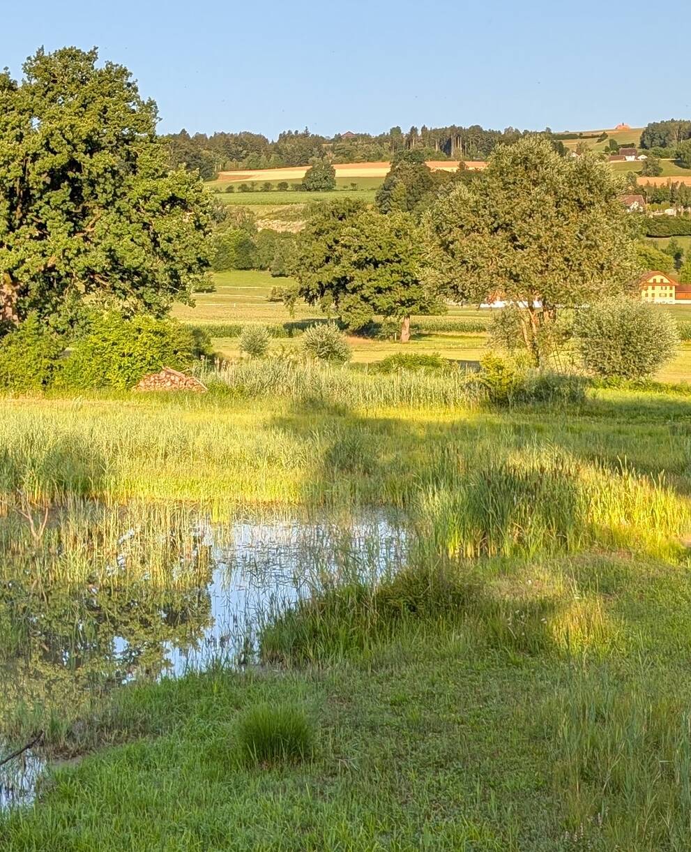Weiherlandschaft im Ronfeld. Foto: Samuel Ehrenbold