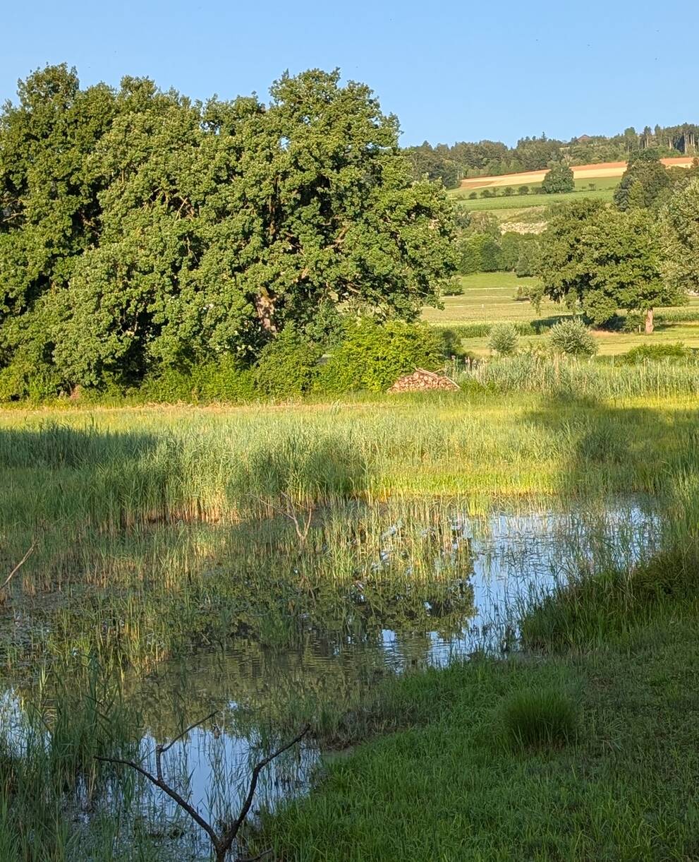 Weiherlandschaft im Ronfeld. Foto: Samuel Ehrenbold