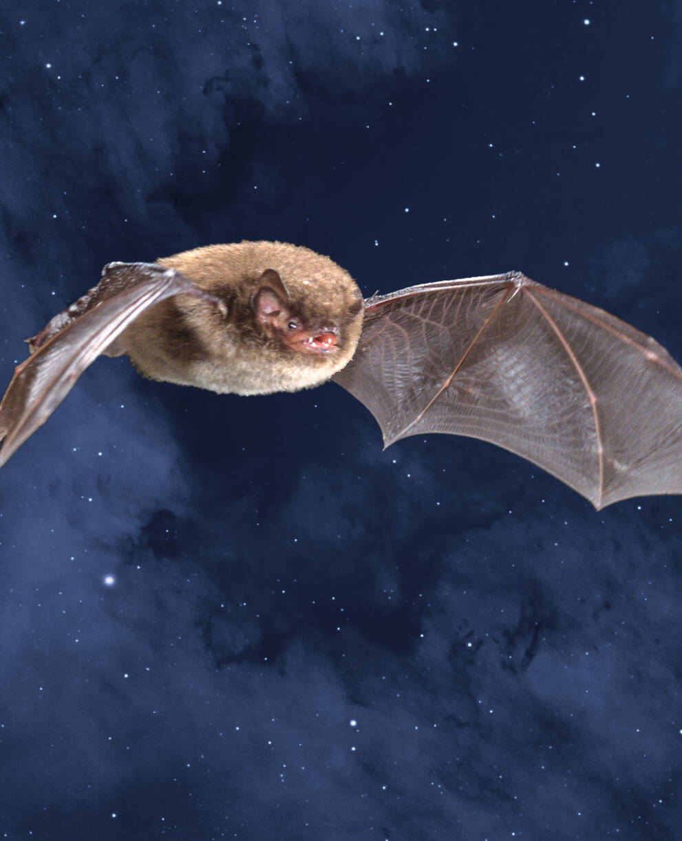 Wasserfledermaus am Nachthimmel