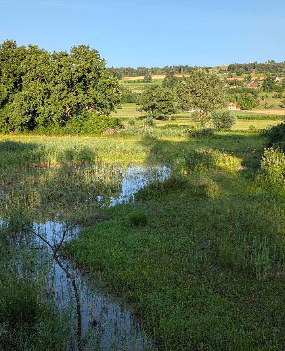 Blick aus dem Hide. Foto: Samuel Ehrenbold