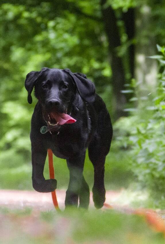 Hund an der Leine - Foto: pixabay