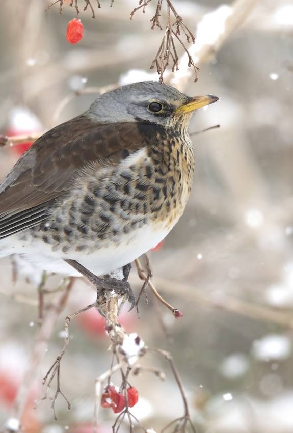 Wacholderdrossel. Foto: Roman Bühler
