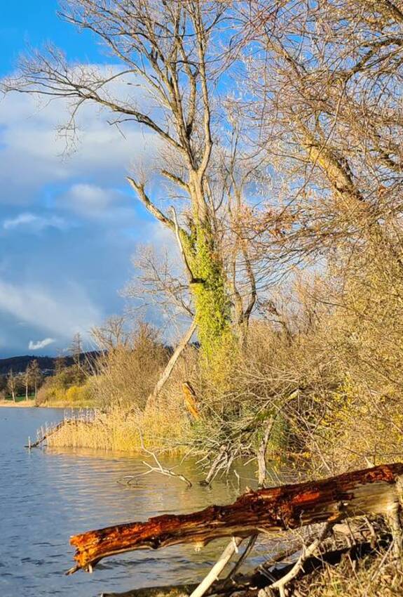 Naturbelassene und strukturreiche Ufer sind das Aushängeschild des Schutzgebiets Baldeggersee.