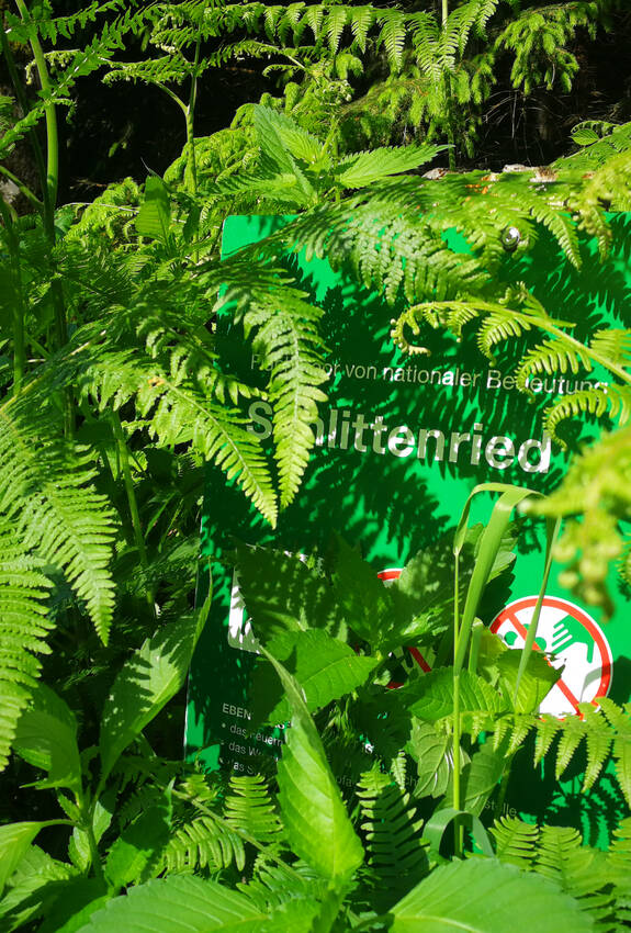 Schlittenried im Meggerwald
