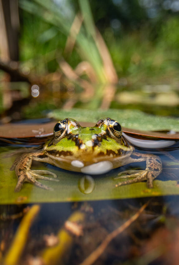 Wasserfrosch