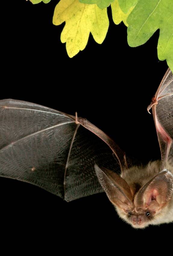 Plecotus auritus. Foto: Marko König/swild