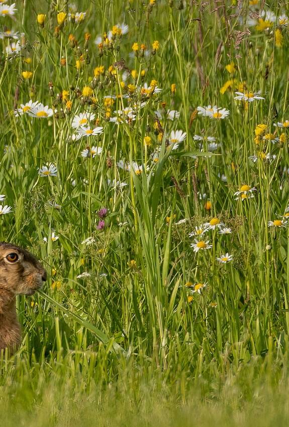 Feldhase. Foto: Peter M. Grütter