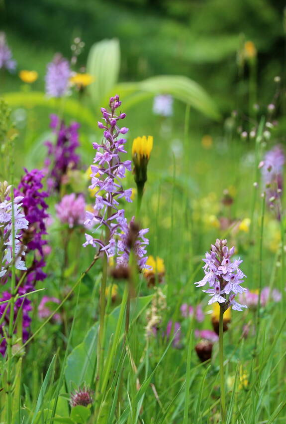 Flachmoor mit Fuchs' Knabenkraut und Breitblättrigem Knabenkraut. Foto: Richard Portmann