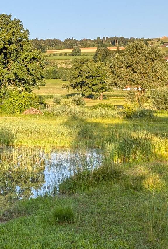 Weiherlandschaft im Ronfeld. Foto: Samuel Ehrenbold