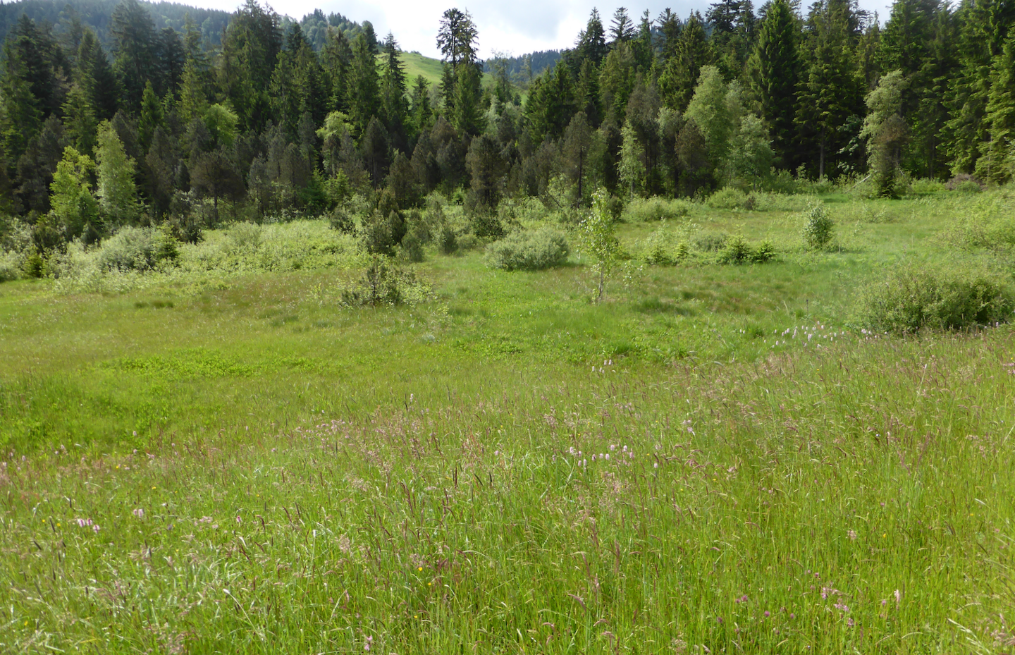 Balmoos Hasle. Foto: Pro Natura Luzern