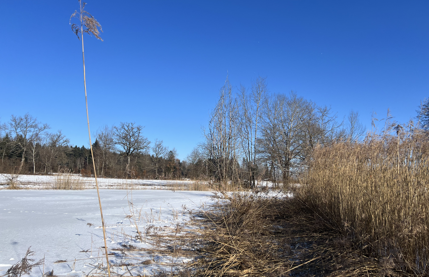 Schilfmahd am zugefrorenen See